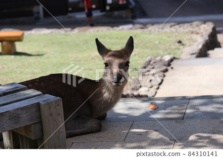 一隻母鹿坐在長凳邊看著你 84310141