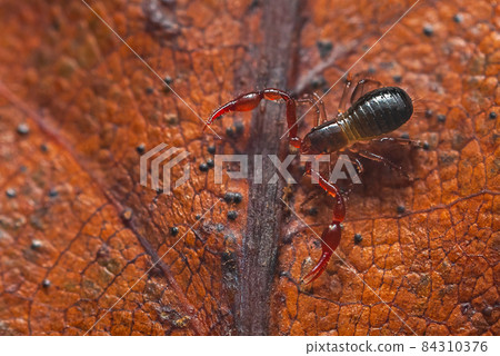 Close up macro image of a tiny Pseudoscorpion - Neobisium carcinoides 84310376