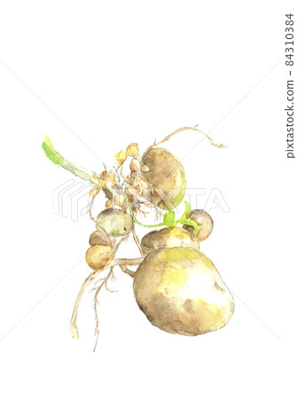 Potato Dejima just dug out [Watercolor illustration] White background with copy space 84310384