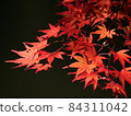 對黑背景的光透明的紅色秋葉 84311042