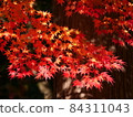 對光透明的紅色秋葉 84311043