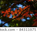 對光透明的小秋葉 84311075