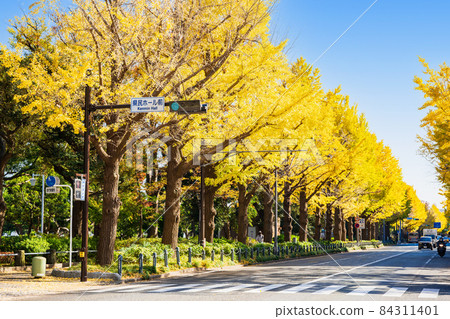 A row of ginkgo trees in Yamashita Park, Yokohama in autumn A row of ginkgo trees in Yamashita Park, Yokohama in autumn 84311401