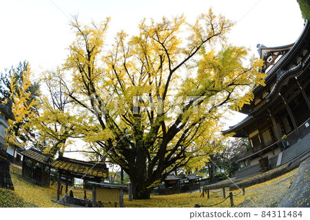 Ginkgo with leaves Ginkgo with leaves 84311484