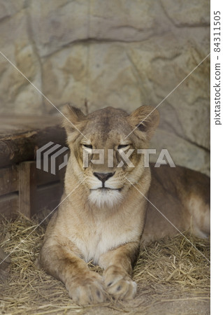 Omuta City Zoo Lion, 84311505