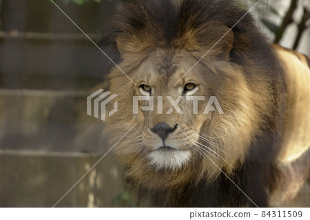 Omuta City Zoo Lion, Omuta City Zoo Lion, 84311509