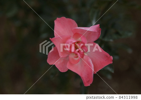 Arao City Ominous Citizen Flower Bed Rose Flower, Arao City Ominous Citizen Flower Bed Rose Flower, 84311998