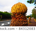 Road where cycad flowers bloom Road where cycad flowers bloom 84312083