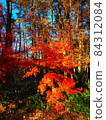 Forest full of autumn leaves Forest full of autumn leaves 84312084