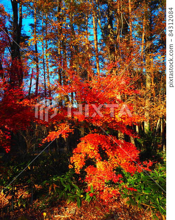 Forest full of autumn leaves Forest full of autumn leaves 84312084