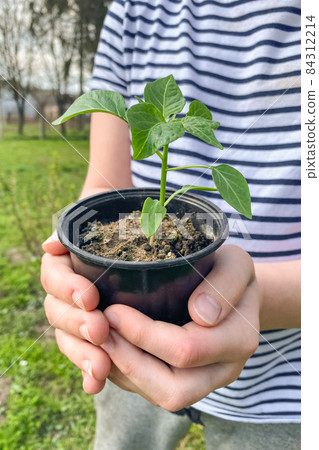Teenage boy hands holding a pot with seedling of green plants. Planting seedlings at home. Eco gardening, organic homegrown food concept. Montessori system of early childhood education. Vertical image 84312214