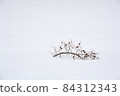 Red fruit tree buried in snow 84312343