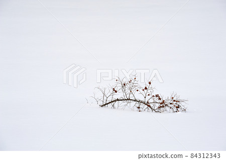 被雪掩埋的紅色果樹 被雪掩埋的紅色果樹 84312343