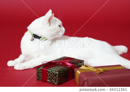 Young White Cat Young White Cat 84312361