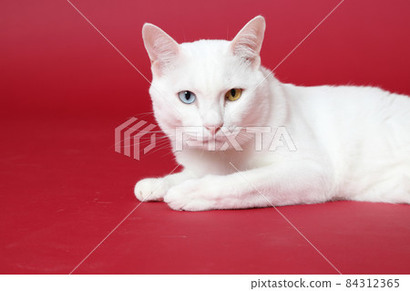 Young White Cat Young White Cat 84312365