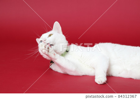 Young White Cat Young White Cat 84312367