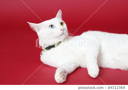 Young White Cat Young White Cat 84312369