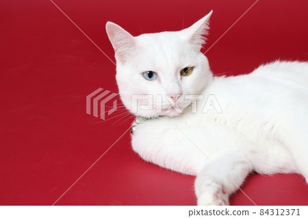 Young White Cat Young White Cat 84312371