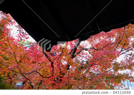 【京都】秋天的圓光寺(秋葉) 【京都】秋天的圓光寺(秋葉) 84312698