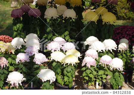 竹慶園菊花展展出的菊花 84312838