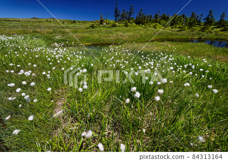 Scenery of Mt. Naeba mountain top marsh in blooming cotton grass Scenery of Mt. Naeba mountain top marsh in blooming cotton grass 84313164