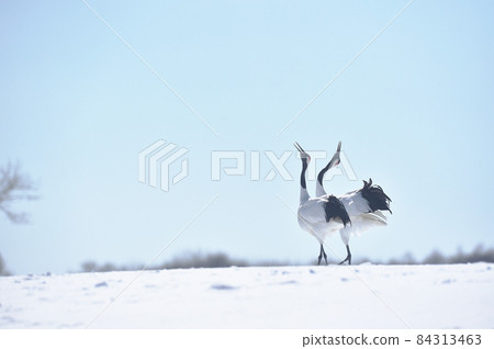 Red-crowned crane crying under the blue sky (Tsurui, Hokkaido) 84313463