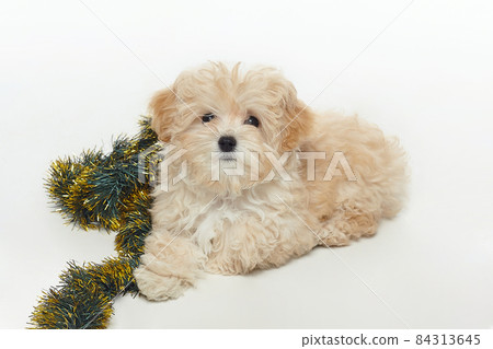 young brown puppy lies with a Christmas decoration in the form of a Christmas tree branch 84313645