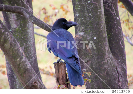 Jungle Crow perching on a branch Jungle Crow perching on a branch 84313769