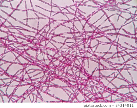 Kombucha film 84314011