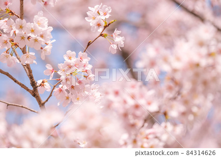 Cherry Blossoms	 84314626
