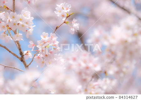 Cherry blossoms (soft focus) 84314627