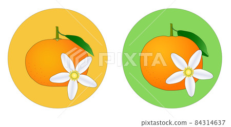 柑橘類水果和鮮花的圓形圖標。一套薩摩柑和椪柑。 柑橘類水果和鮮花的圓形圖標。一套薩摩柑和椪柑。 84314637