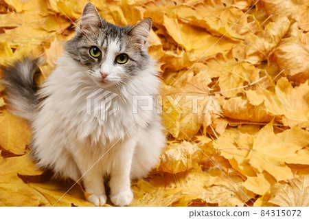 cat on leaves 84315072