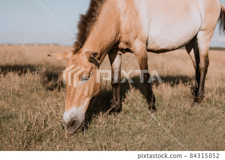 Beautiful wild beige horse grazes in an autumn field. Askania Nova, Ukraine, Europe. 84315852