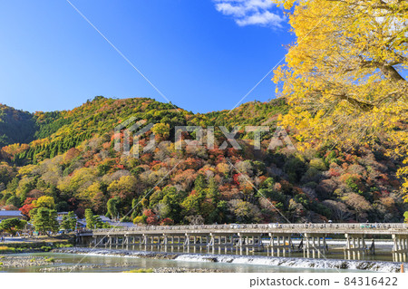 Arashiyama at the height of autumn leaves 84316422