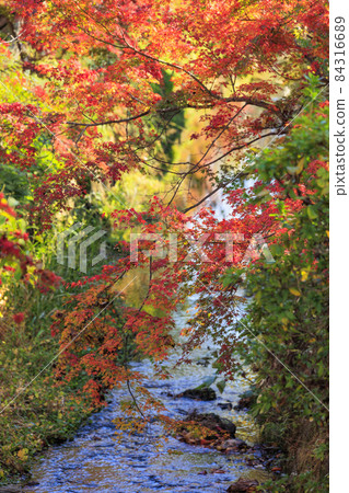 Daikakuji Temple and Osawa Pond, World Heritage Sites in full of autumn colors Daikakuji Temple and Osawa Pond, World Heritage Sites in full of autumn colors 84316689