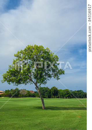 Golf course in Dominican republic. field of grass and coconut palms on Seychelles island. Golf course in Dominican republic. field of grass and coconut palms on Seychelles island. 84316917