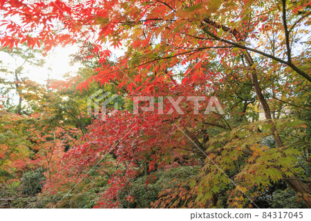 充滿秋色的北野天滿宮紅葉園 充滿秋色的北野天滿宮紅葉園 84317045