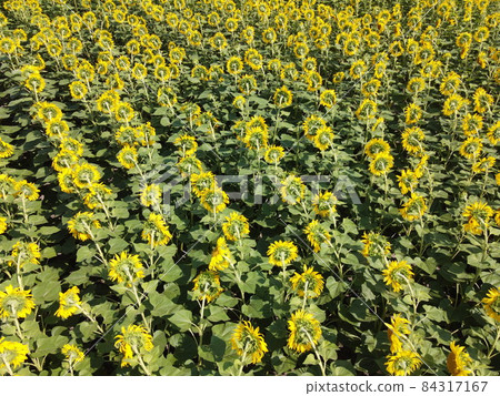 Sunflower flowers in the field, top view. Sunflower flowers in the field, top view. 84317167