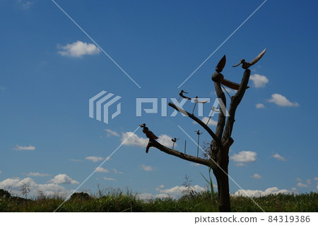 Sottae Sottae 84319386