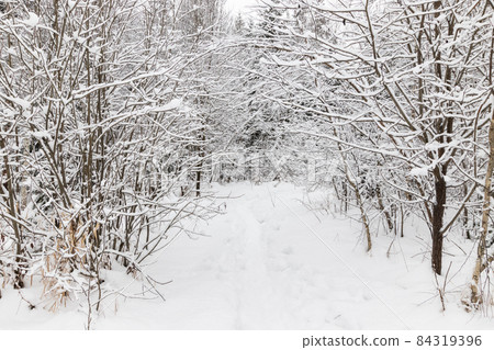 Snow winter forest with frozen snowy trees. 84319396