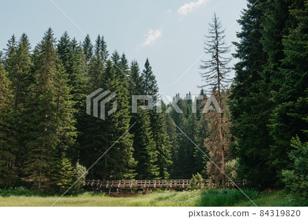 Natural Forest of Spruce Trees, Sunbeams through Fog create mystic Atmosphere 84319820