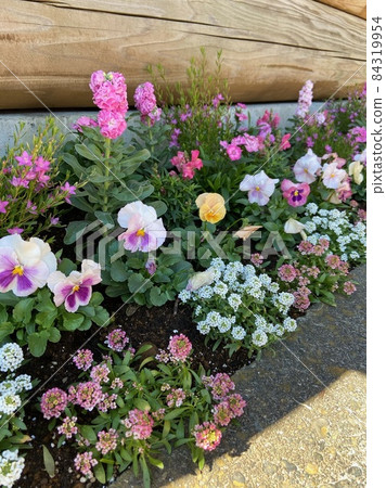 Spring flower bed 84319954