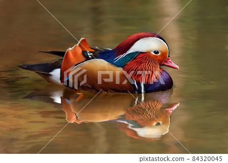 Closeup male mandarin duck - Aix galericulata swimming, viewed of profile, with a large reflection in the water Closeup male mandarin duck - Aix galericulata swimming, viewed of profile, with a large reflection in the water 84320045