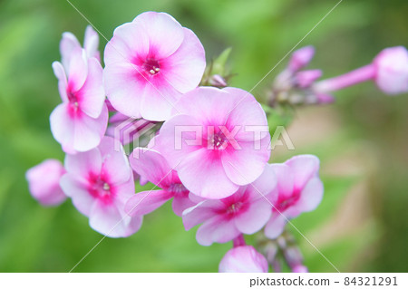 花園裡盛開的花魁 84321291