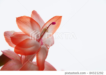 Potted Schlumbergera flowers that bloomed outdoors in Hokkaido in the summer Potted Schlumbergera flowers that bloomed outdoors in Hokkaido in the summer 84321292