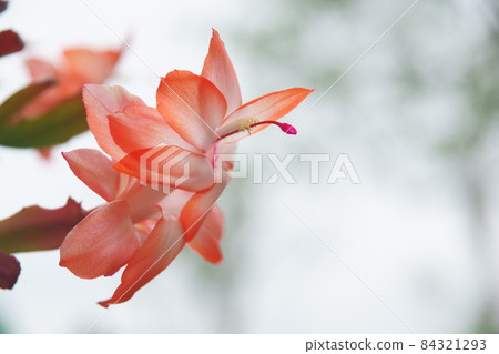 Potted Schlumbergera flowers that bloomed outdoors in Hokkaido in the summer Potted Schlumbergera flowers that bloomed outdoors in Hokkaido in the summer 84321293