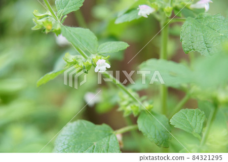 生長在花園裡的檸檬香脂花 84321295