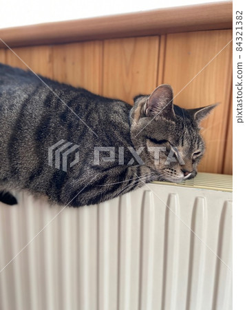 Sleeping cat 84321382