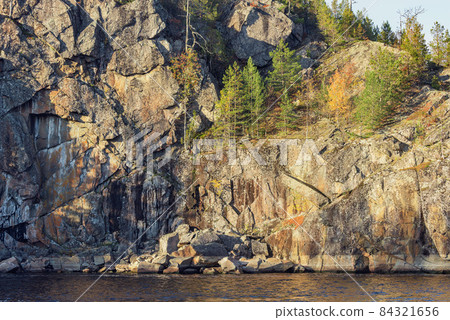 Pine trees on the cliffs of Lake Ladoga at evening time. Republic of Karelia. 84321656